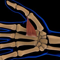 Adductor Pollicis Muscle Anatomy For Medical Concept 3D Illustration