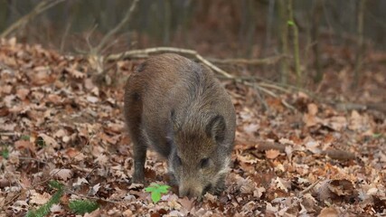 Wall Mural - closeup young wild boar sus scrofa calm piggy looking for nutriment in dark woods. wildlife tranquil