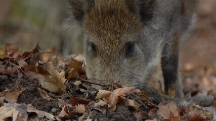 Wall Mural - closeup young wild boar sus scrofa calm piggy looking for nutriment in dark woods. wildlife tranquil