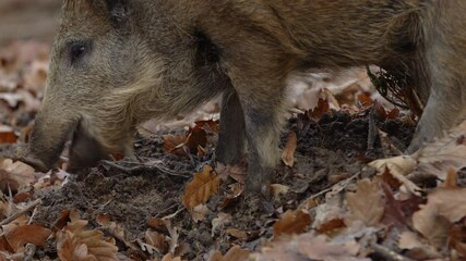 Wall Mural - closeup young wild boar sus scrofa calm piggy looking for nutriment in dark woods. wildlife tranquil