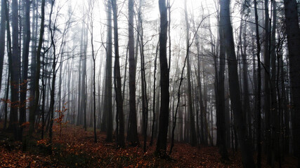 Naklejka na meble misty morning in the forest