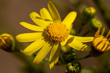 Wall Mural - Macro of eastern groundsel (Senecio vernalis), yellow flower