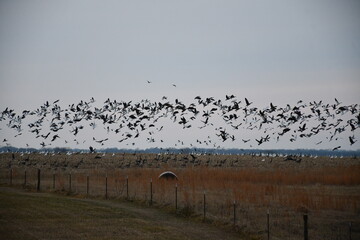 Poster - Flock of Geese Over a Hay Field