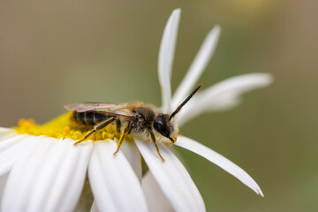 Wall Mural - Macro of the tawny mining bee, Andrena fulva sitting on eastern groundsel (Senecio vernalis)