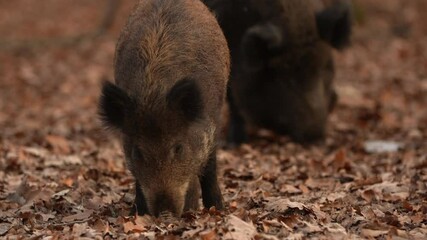 Wall Mural - closeup young wild boar sus scrofa calm piggy looking for nutriment in dark woods. wildlife tranquil