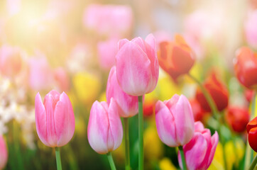 Poster - Beautiful fresh tulip flowers