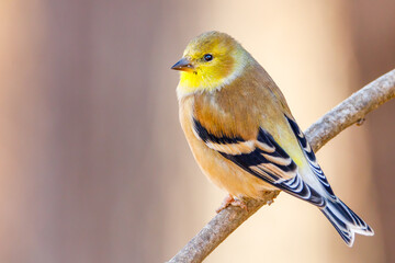 Wall Mural - Cose up portrait of an American Goldfinch (Spinus tristis) perched on a tree limb during autumn. Selective focus, background blur and foreground blur
