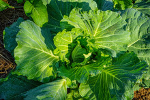 Close Up Of The Head Of A Napa Cabbage, Chinese Cabbage Is Grown In A Fully Grown Vegetable Plot, Cabbage. Green Lettuce Plants In Growth At Field.