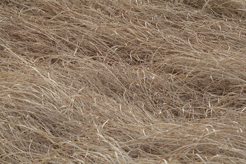 grass texture