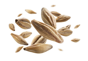 Barley malt grains levitate on a white background