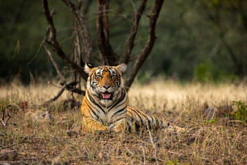 Wall Mural - Wild female royal bengal tiger resting in natural green background at ranthambore national park or tiger reserve rajasthan india - panthera tigris tigris
