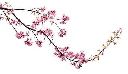 cherry blossom flower in blooming with branch isolated on white background for spring season