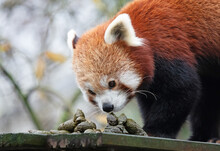 Red Panda Smelling It's Own Poo