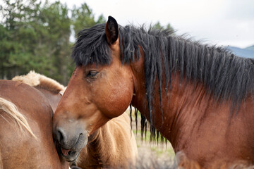 Wall Mural - Potros, yeguas y percheron