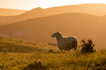 sheep in the mountains with sunset