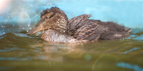 Wall Mural - Duckling swimming in the water