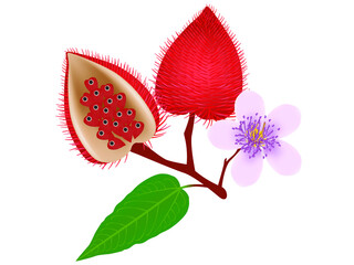 Wall Mural - Bixa orellana or anatto fruits with flower isolated on white.