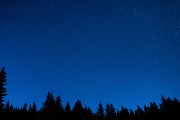 Wall Mural - forest and pine trees landscape under blue dark night sky with many stars, milky way cosmos backgrou