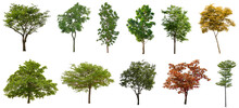 Set Beautiful Trees Isolated On White Background, Suitable For Use In Architectural Design, Decoration Work, Used With Natural Articles Both On Print And Website.
