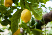 Sfusato Lemons Growing