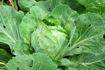 Poster - Cabbage with holes in leaves damaged by pest insects. Spoiling the harvest