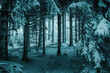 White frozen dark winter pine forest with a mysterious mood and snow nature landscape. Cold nature winter day. Harz Mountain, Harz National Park, Torfhaus, Germany