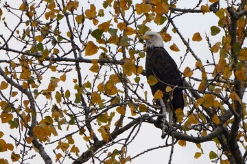 bald eagle sitting in a tree in the fall. beautiful eagle with fall colors against a grey sky. majes