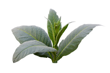 Isolated tobacco leaf and plant with clipping paths.