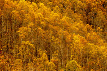 Wall Mural - Golden Yellow Mountain Side In Fall