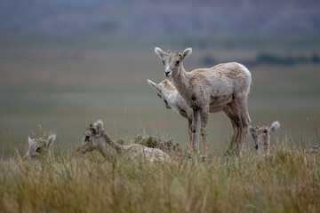 Wall Mural - Group of Big Horn Sheep Lambs Gather