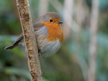 A Robin With Red Breast Perched On A Vertical Branch.Close Up
