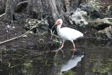 Sticker - American White Ibis