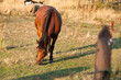 brązowy koń na pastwisku