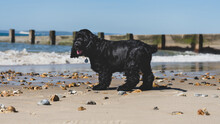 A Young Black Cocker Spaniel Puppy Looks Back To His Owners On The Beach