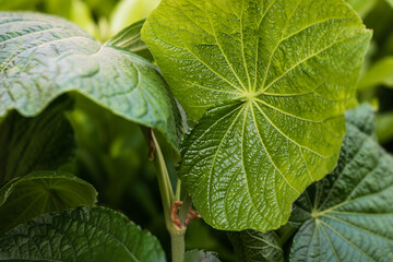 close up of green leaves