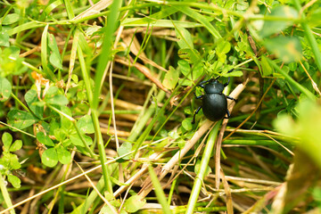 Dung beetle walking across a path in a grass field