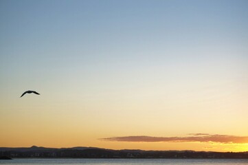 Wall Mural - A seagull flies over the coast as the setting sun bathes the sky in oranges hues