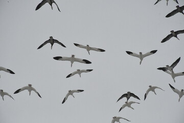 Poster - Snow Geese