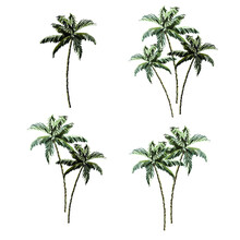 Beautiful Tropical Vintage Coconut Palm Trees Floral Clip Art. Exotic Botanical Print.
