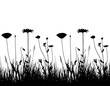 seamless border with oxeye daisy, corn poppy and meadow vetchling in grass isolated on white background