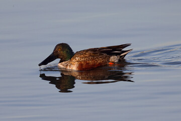 Poster - Northern Shoveler in beautiful light, seen in the wild in North California