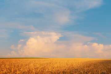 Golden field of ripe rye under beautiful blue sunset summer sky. Wheat field cloudscape.