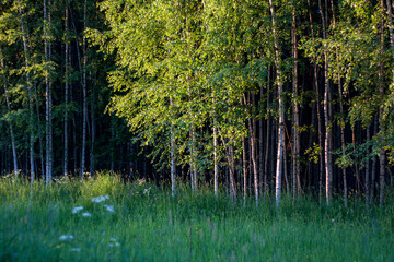  birch forest wood on sunset day