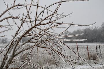 Wall Mural - Ice on a Tree