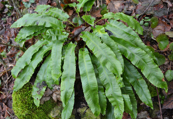 Poster - In the wild, fern Asplenium scolopendrium grows