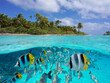 Tropical seascape over and under water, island coastline and group of fish underwater, Pacific ocean, French Polynesia, Oceania