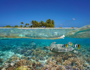 Wall Mural - Tropical seascape over and under water, island coastline and coral reef with turtle and fish underwater, Pacific ocean, French Polynesia, Oceania