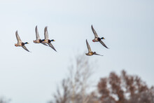 Flock Of Mallard Ducks Bank In Preparation For Landing