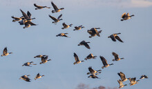  Flock Of Canada Geese Bank Take Off Against A Pale Blue Sky 
