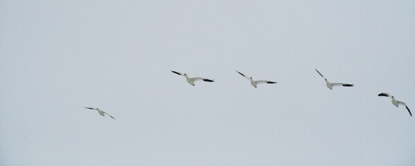 Sticker - Snow Geese